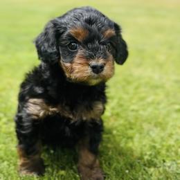Cavalier King Charles Spaniel and Cavapoo Puppies from Camelback Cavaliers