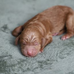 Orion - Apricot male Goldendoodle puppy in Macclenny, Florida from Baker County Goldendoodles
