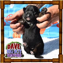 DUNKIRK DAVE - Black and tan male German Shepherd puppy in Murrieta, California from Diamond Oaks German Shepherds