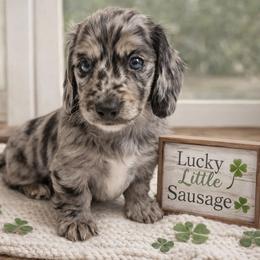 Link - Dapple male Dachshund puppy in Nashville, Tennessee from Farmhouse Sausages - Located in TN delivers all over US including California