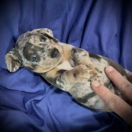Boy - Dapple male Dachshund puppy in Boerne, Texas from Maravillas Dachshunds LLC