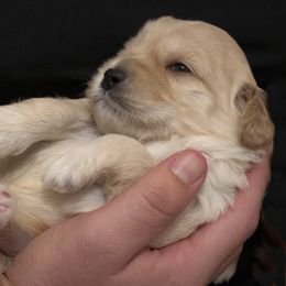 Australian Labradoodle Puppies from Integrity Labradoodles