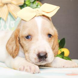 Tillie - Lemon and white female Basset Hound puppy in Antlers, Oklahoma from Rocking H