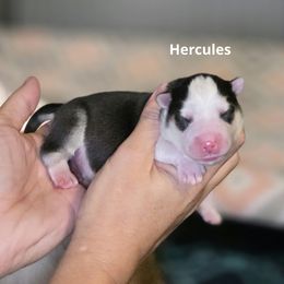 Hercules - Black and white male Pomsky puppy in Fredericksburg, Virginia from Purely Pomskies