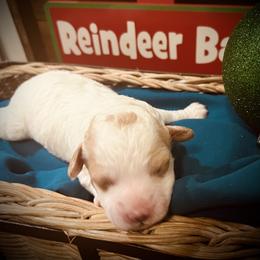 Donner - Blenheim male Cavapoo puppy in Bradenton, Florida from Christianna’s Mini Goldendoodles