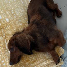 Dachshunds from Miniature Dachshunds of Happy Town