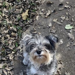 Miniature Schnauzer All Grown Up from Made with Love
