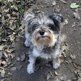 Miniature Schnauzer All Grown Up from Made with Love