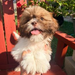 Blue - Liver and white male Shih Tzu puppy in Hemet, California from Aloha Shih Tzu