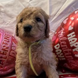 Poodle Puppies from Spoiled Rotten Poodles