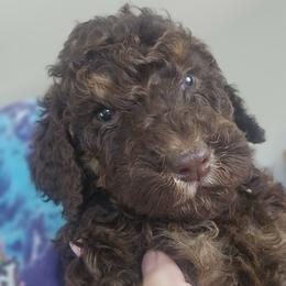 Yellow Collar Girl - Phantom female Poodle puppy in Tehama County, California from Hals Pals K9s