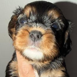 BT girl 1 - Black and tan female Cavalier King Charles Spaniel puppy in Queen Creek, Arizona from Andresen's Cavaliers