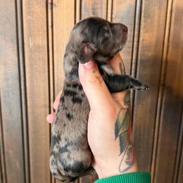 Muffin - Dapple female Dachshund puppy in Solon Springs, Wisconsin from Snowfall Siberians