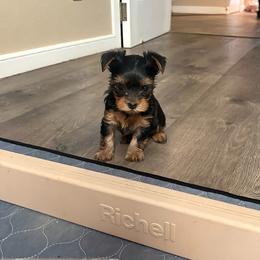 Yellow Collar - Blue and gold female Yorkshire Terrier puppy in York County, Pennsylvania from Diamond in a Rough Yorkies