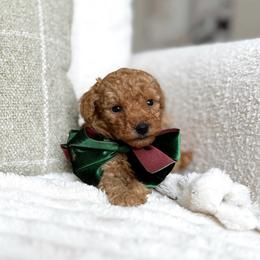 Cinnamon - Apricot male Poodle puppy in Charlotte, North Carolina from Bruno & Co. Puppies
