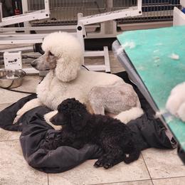 Poodle puppies from WyldCard Poodles