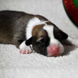 Ralphie - Sable male Pembroke Welsh Corgi puppy in Gober, Texas from Trigger Time Kennels