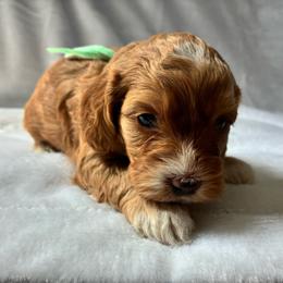 Muriel - Golden female Cockapoo puppy in Adrian, Oregon from ApplebyFarm
