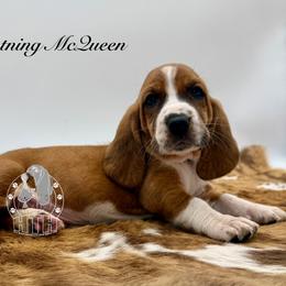Lightning McQueen - Mahogany and white male Basset Hound puppy in Dingess, West Virginia from Tuckers' Howling Hounds