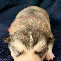 Margaret - Gray and white female Alaskan Malamute puppy in Palmyra, Michigan from Illusion Kennel