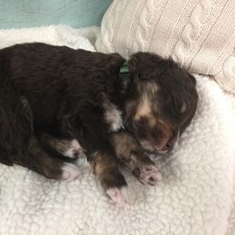 Bernedoodle Puppies from Cry Woof LLC