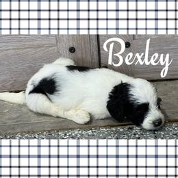 Bexley (Girl 3) - Parti female Goldendoodle puppy in Ankeny, Iowa from Iowadoodles2love
