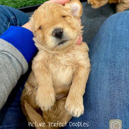 Goldendoodle and Poodle Puppies from Picture Perfect Doodles
