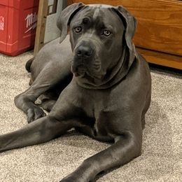 Cane Corso from DeWitt Cane Corso