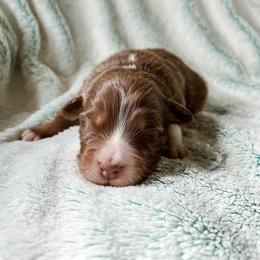 Australian Shepherd Puppies from Burdock Hill Australian Shepherds