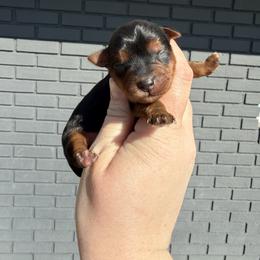Rolex - Black and tan male Yorkshire Terrier puppy in Newark, Ohio from Champagne Charm Yorkies
