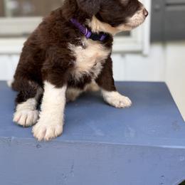 Bordoodle Puppies from Borders of Eby Eden