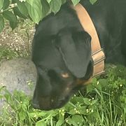 Jack - Beauceron