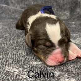 Calvin - Tri-color male Bernedoodle puppy in New Ringgold, Pennsylvania from Hawk Mountain Doodles