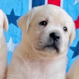 Girl 1 - Yellow female Labrador Retriever puppy in Jamestown, Ohio from Heartlands Quality Labrador Retrievers