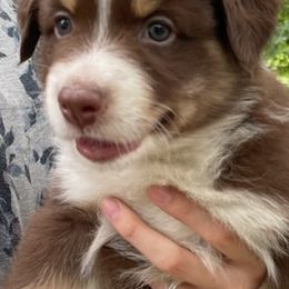 Australian Shepherds from Sandi’s Australian Shepherds