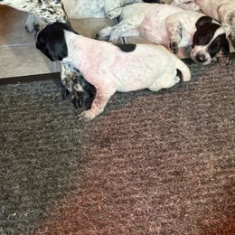 Black and white - Black and white female German Shorthaired Pointer puppy in New Bedford, Massachusetts from Foot Hunter Kennel