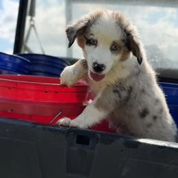 Whitaker - Blue merle male Miniature Australian Shepherd puppy in Hartselle, Alabama from Rounvale