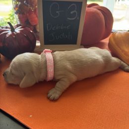 Girl 3 - Cream female Dachshund puppy in Jackson, Mississippi from Doxies Galore