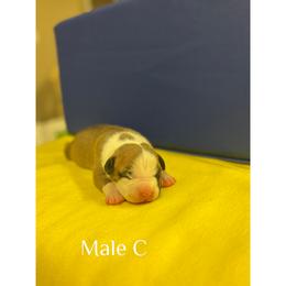 Male C - Red male American Pit Bull Terrier puppy in Pensacola, Florida from Alpha Alliance Kennels