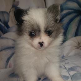 Trick - Blue merle female Pomeranian puppy in Weatherford, Texas from Jeweled Poms