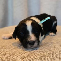 Hawkeye - Black and white male Sheepadoodle puppy in Ashton, Idaho from Kerr Kanine Ranch