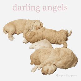 Akc girl Miska 2500 - Cream female Poodle puppy in Cartersville, Georgia from Alpha Tiny Paws