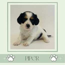 Piper - Tri-color female Cavapoo puppy in Oak Island, North Carolina from Double Doodle Aussiedoodle