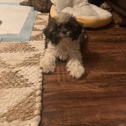 Boy 2 - Black and white male Shih Tzu puppy in Benbrook, Texas from Michael’s Shih Tzus