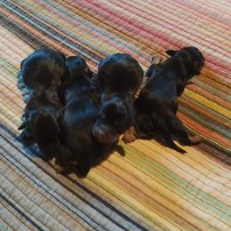 Dachshund puppies from Whiskers & Wagging Tails