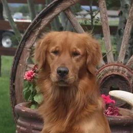 Andy - Golden Retriever