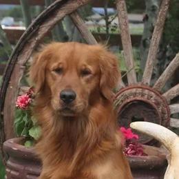 Andy - Golden Retriever