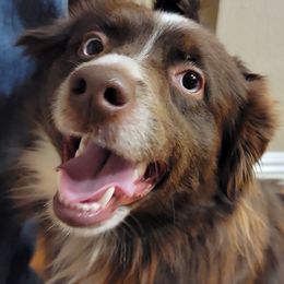 Max - Miniature Australian Shepherd