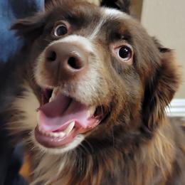 Max - Miniature Australian Shepherd