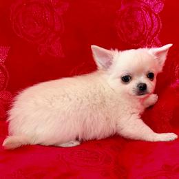 Larry - Cream male Chihuahua puppy in Allentown, Pennsylvania from Tsunami Cockers & Chihuahuas